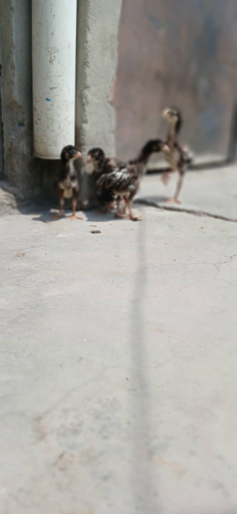 chick's 3