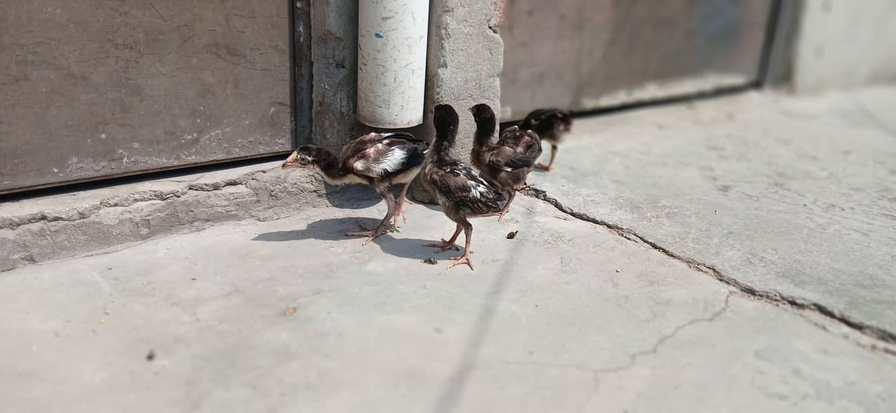 chick's 4