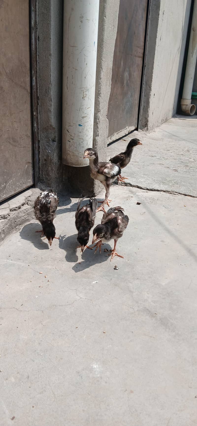 chick's 5