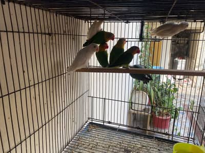 Love Birds For sale