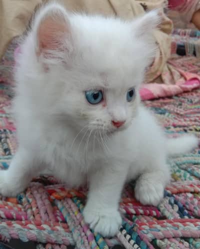 Persin kitten available for sale in okara