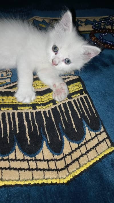 Persin kitten available for sale in okara