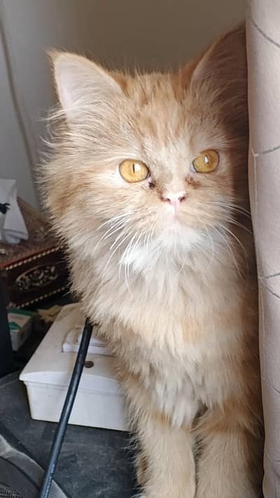 female cat 11 month age tripal coat