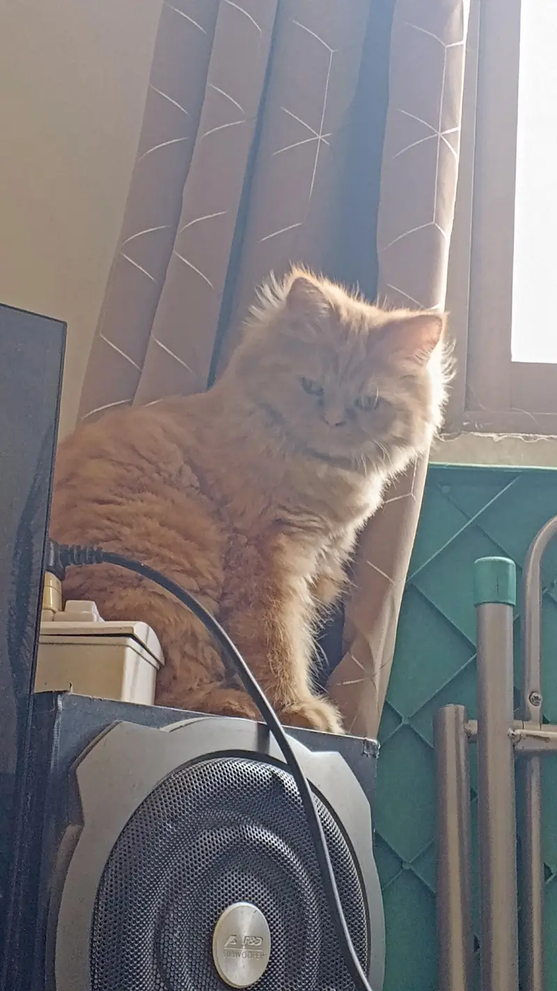 female cat  10 month age tripal coat — photo 2