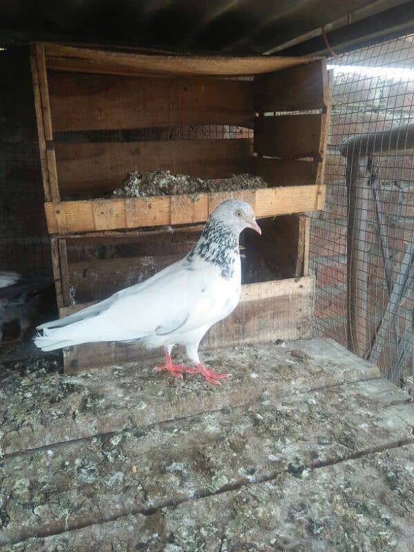 high flying  pegion 8