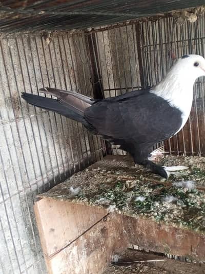 jet black karbale female big pamoz