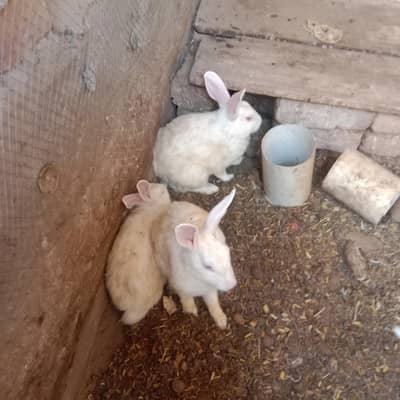 Rabbits