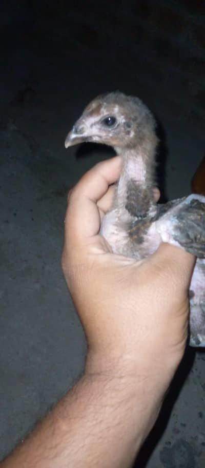 Thai aseel chicks