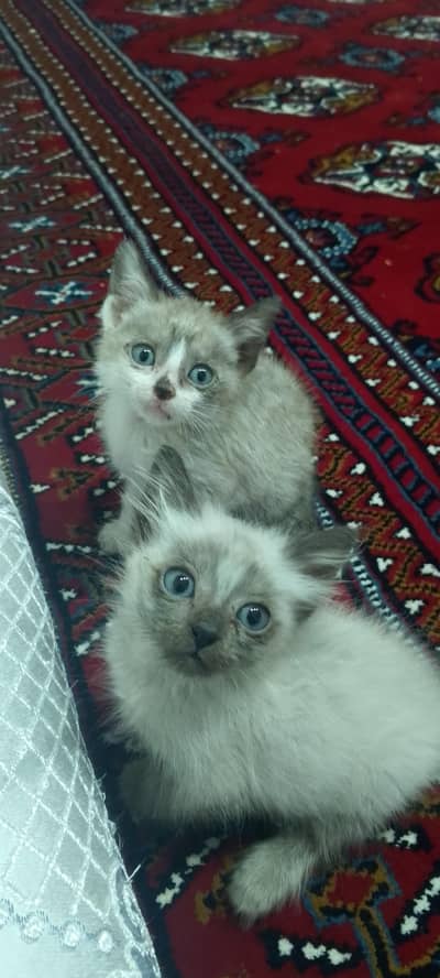 Siamese/ragdoll