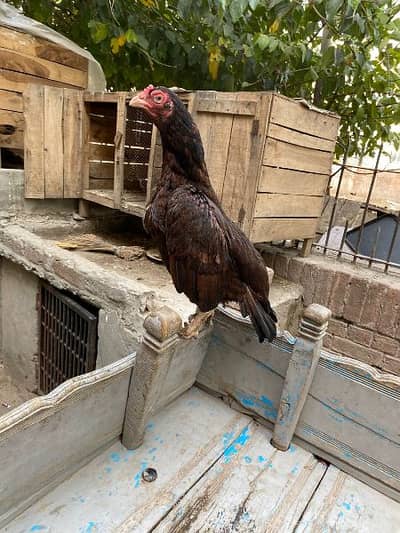 aseel amroha line murgi and murga for sale