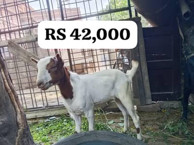 3 male available