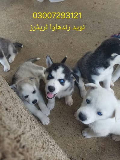husky pupies