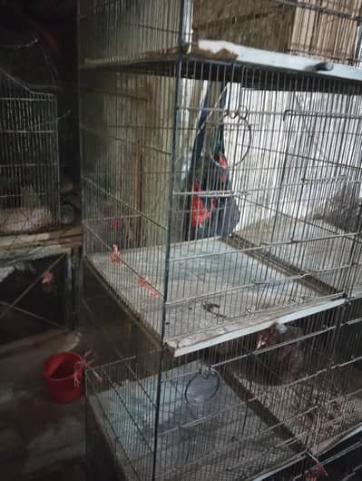 birds Cage
