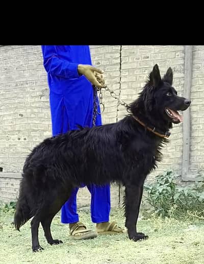 German Shepard for sale
