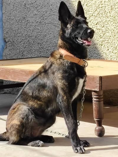 dutch shepherd female
