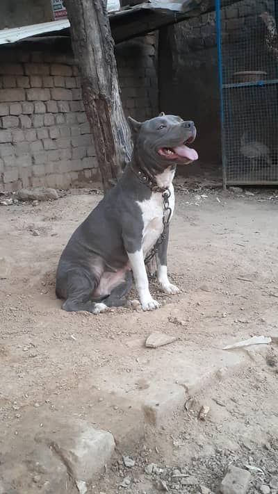 pergnent pitbull 03351496071