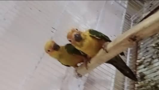 Sun Conure