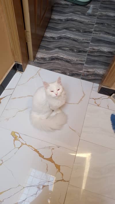 persian kittens | triple coated doll face | fluffy heavy fur |Adorable