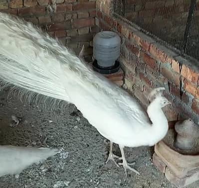 White Peacock For Sale (Safaid Mor) – Premium Breed