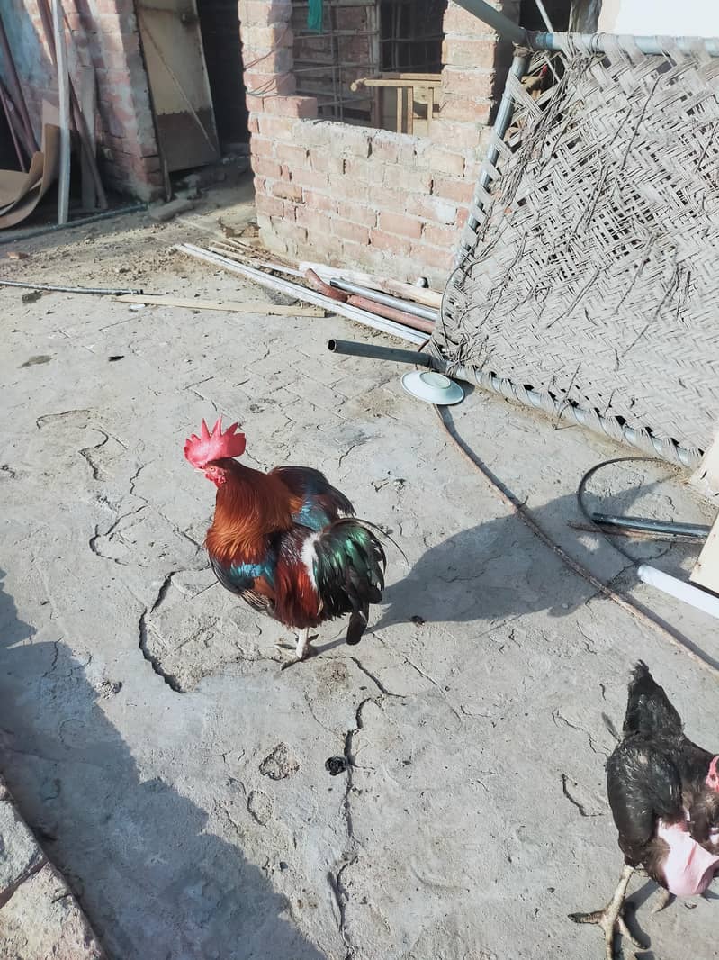 murga 0