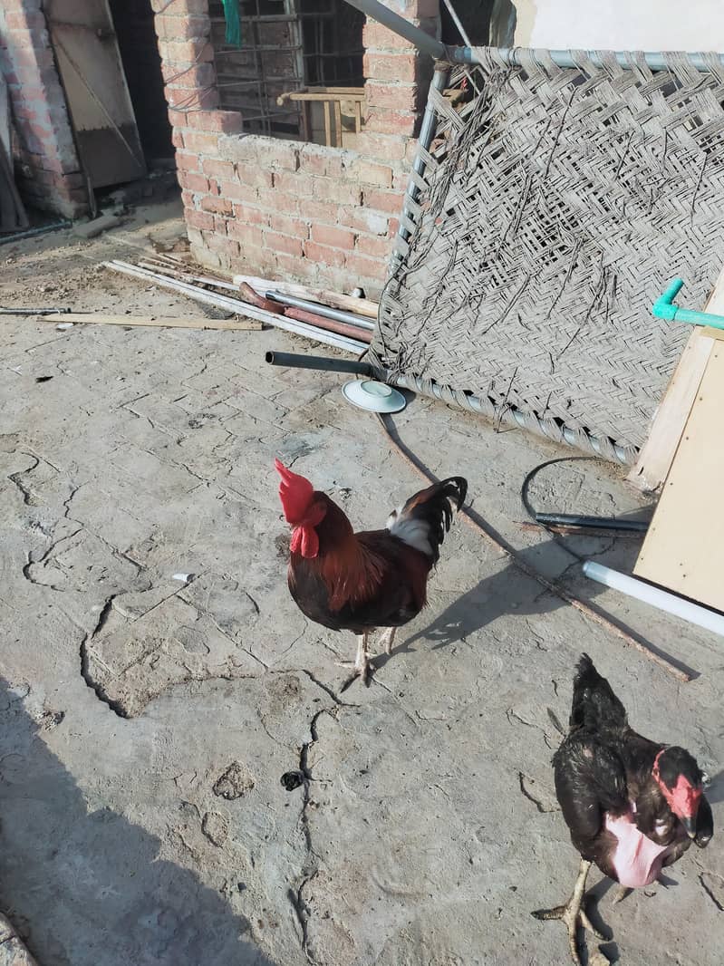 murga 1