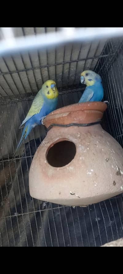 Dark Violet Rainbow Ready Firt Breed & Common budgies
