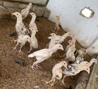 Aseel Chicks and Hens (Pure Home Breed)