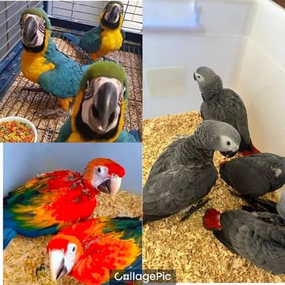 blue macaw parrot chicks for sale (03217018720)