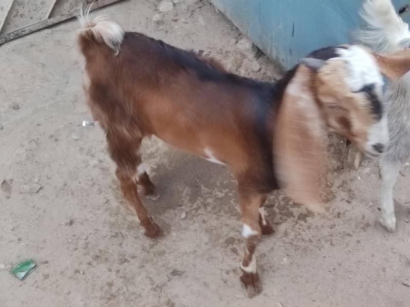 bakra 0