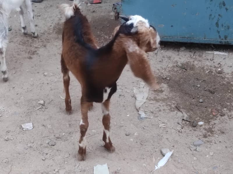 bakra 1