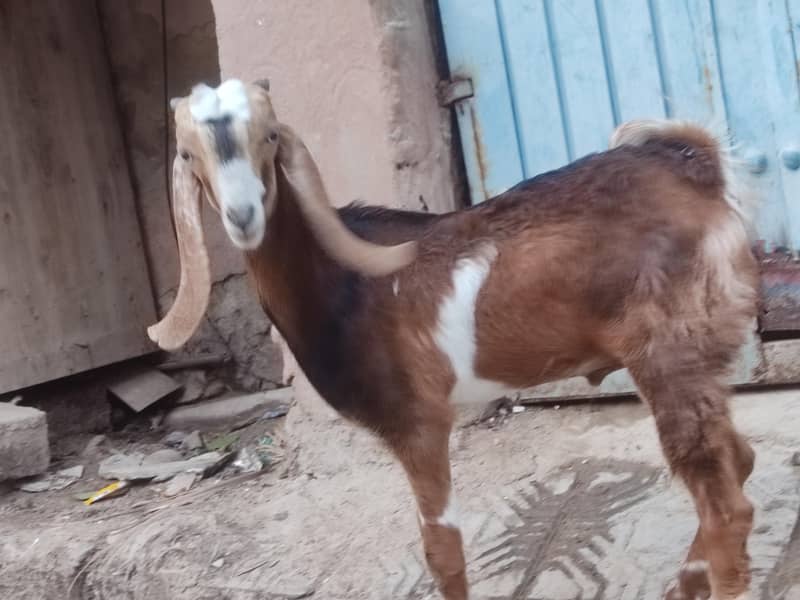 bakra 2
