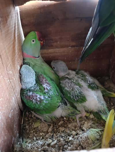 Kashmiri raw parrot chicks