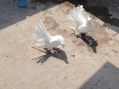 American pair