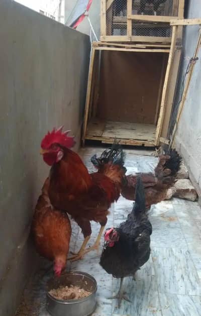 Hen for Sale