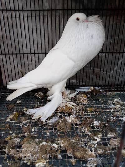 white pouter breeder pair