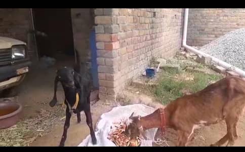 Teddi Bakri and 4 month beetal path for sale