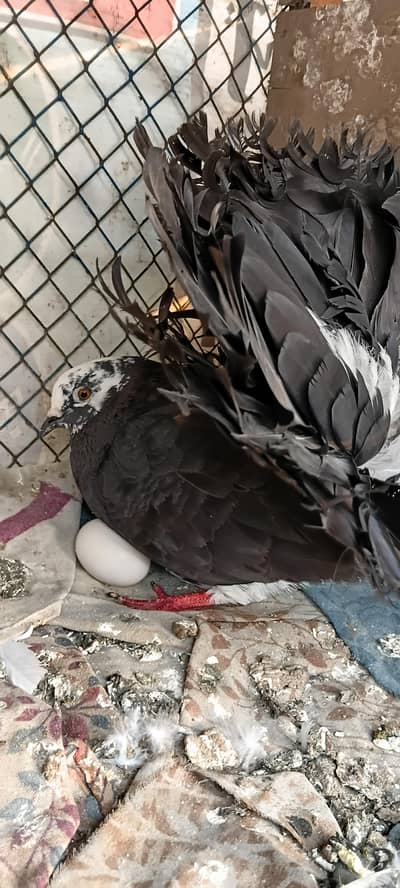 All Pigeons Are For Sale