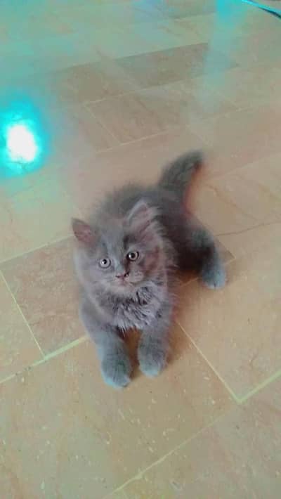 Persian kittens