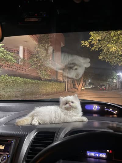 Persian kitten peke face high quality