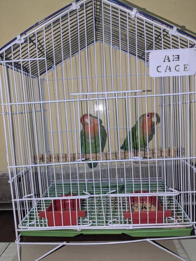 2 lovebirds and 1 Cage