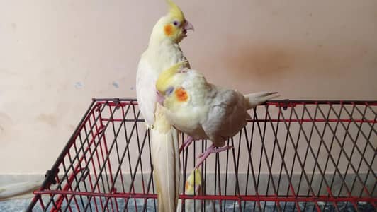 Friendly Home-Raised Pearl ,Pied & Lutino Cockatiels(Rs 2000-4000)