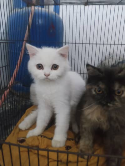 Male & Female Almost free