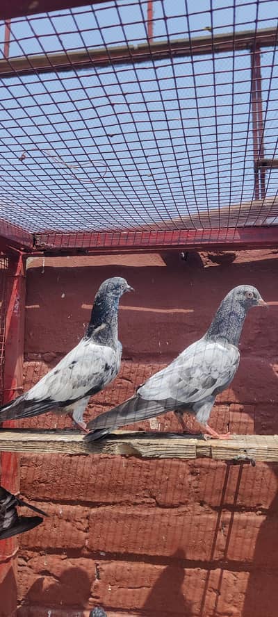 Baby pigeon for sale only 1200 pr