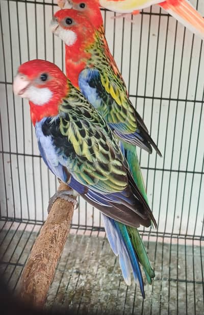 Raw/Sun conure and Rosella