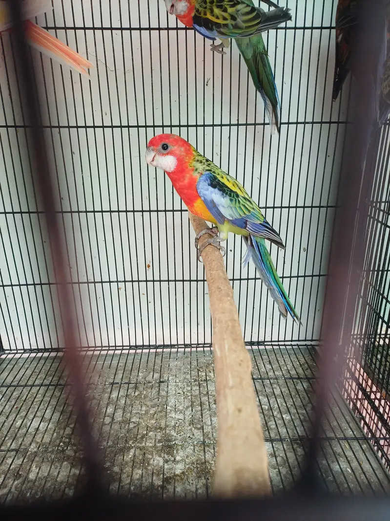 Sun conure and Rosella — photo 2