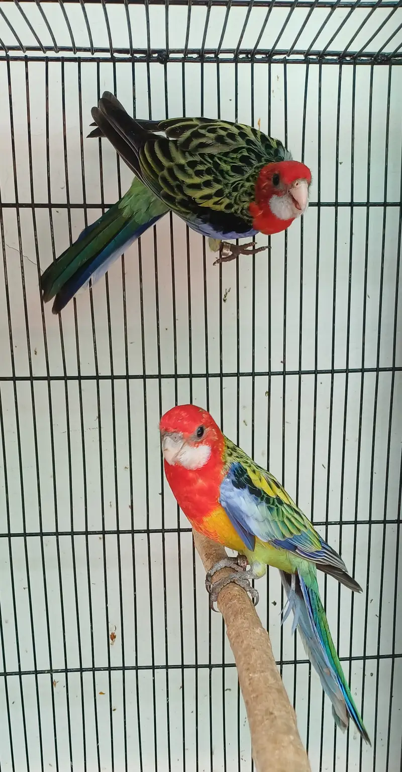 Sun conure and Rosella — photo 3