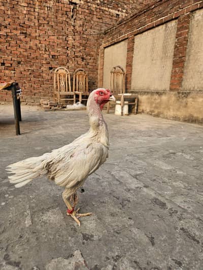 Shamo Aseel Female Breeders Sale - Healthy & Pure Bloodline (Lahore)