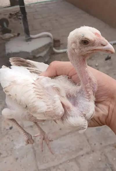 Heera cross breeds for active healthy and sharp home old bloodline