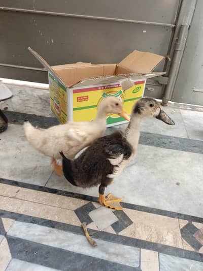 Duck Chicks available