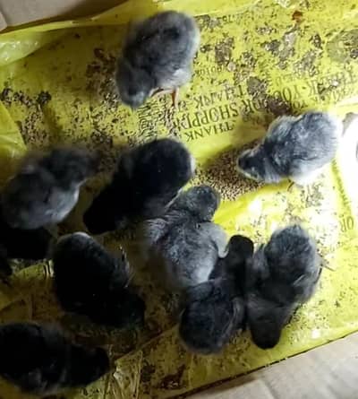 australorp heritage 2 weeks black & blue